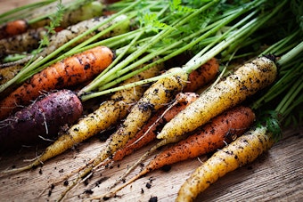Freshly pulled carrots