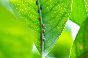 scale insects on houseplant up close summerwinds arizona