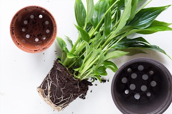 repotting rootbound plant summerwinds arizona