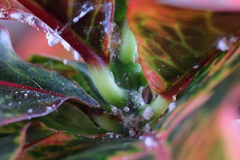 mealybugs on houseplant close up summerwinds arizona