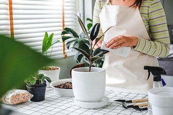 wiping down houseplant leaves summerwinds arizona
