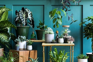 tropical houseplants including alocasia summerwinds arizona