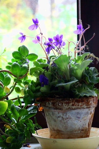 african violet and snake plants in sunny window summerwinds arizona