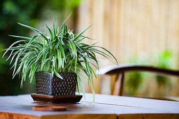 spider plant on table summerwinds arizona