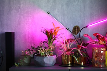 grow light houseplants summerwinds arizona