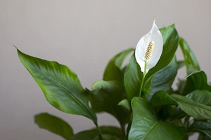 peace lily houseplant summerwinds arizona