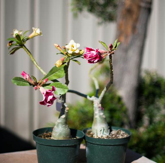 Adeniums - The Desert Rose | Arizona SummerWinds Nursery