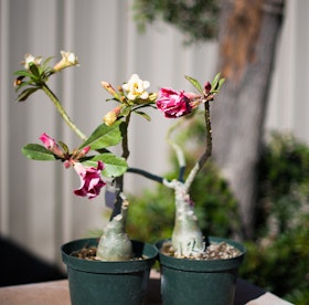 Yellow and burgundy adenium plants with their bulbous succulent roots.