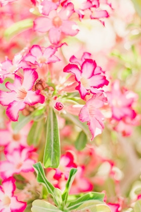 A white and pink adenium in full bloom.