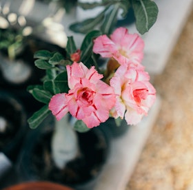 Pink, red and white adenium blooms.