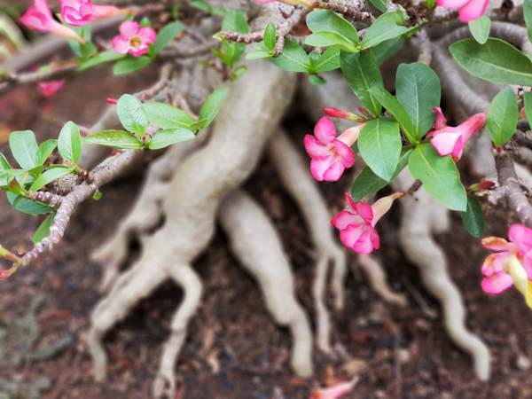Adeniums - The Desert Rose | Arizona SummerWinds Nursery