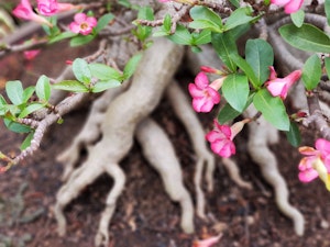 Pink and white adenium in bloom in foreground, with unique roots shown in background.