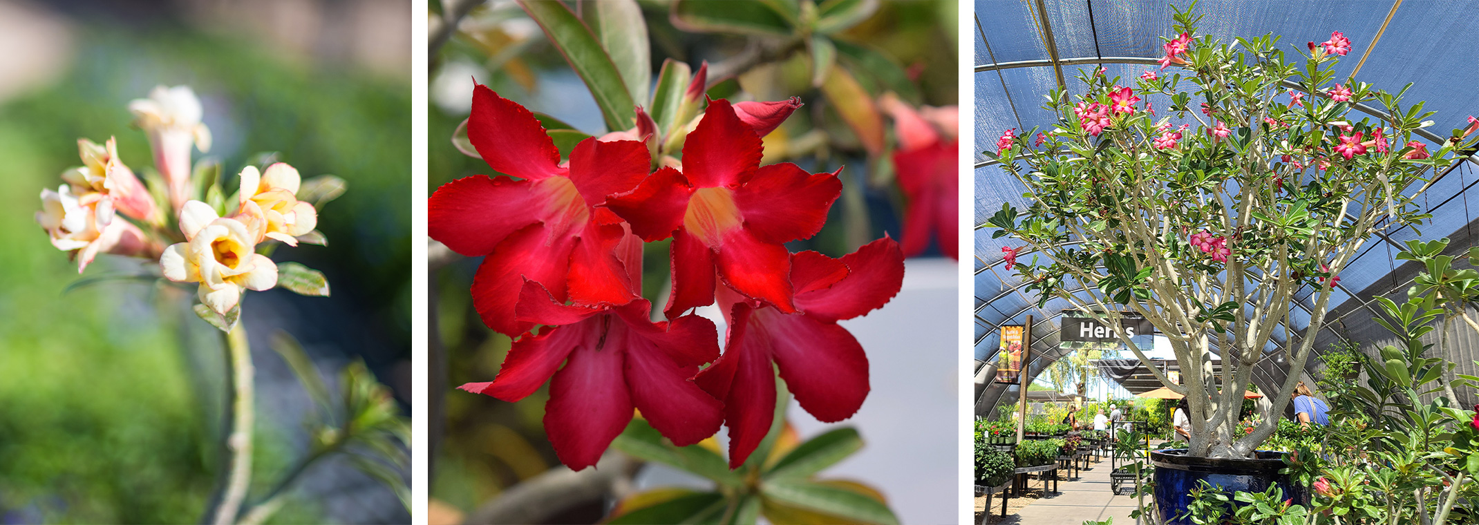 A yellow adenium, a red adenium, and a pink and white adenium in bloom.