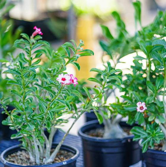 Adeniums - The Desert Rose | Arizona SummerWinds Nursery