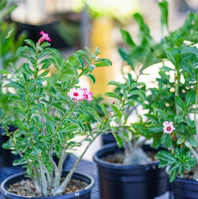 White and pink adenium plants in pots for sale at SummerWinds.