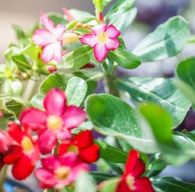 White and pink adeniums, and red adenium plants in bloom.