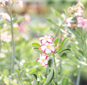 White and pink adenium plants in bloom.