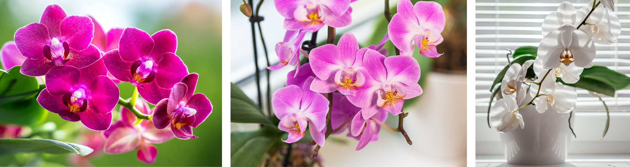 purple, pink and white orchids