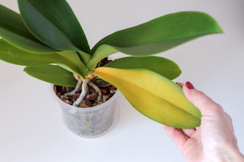 orchid with woman holding a yellow leaf