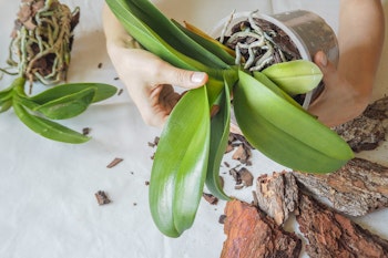 repotting and orchid bard surrounding