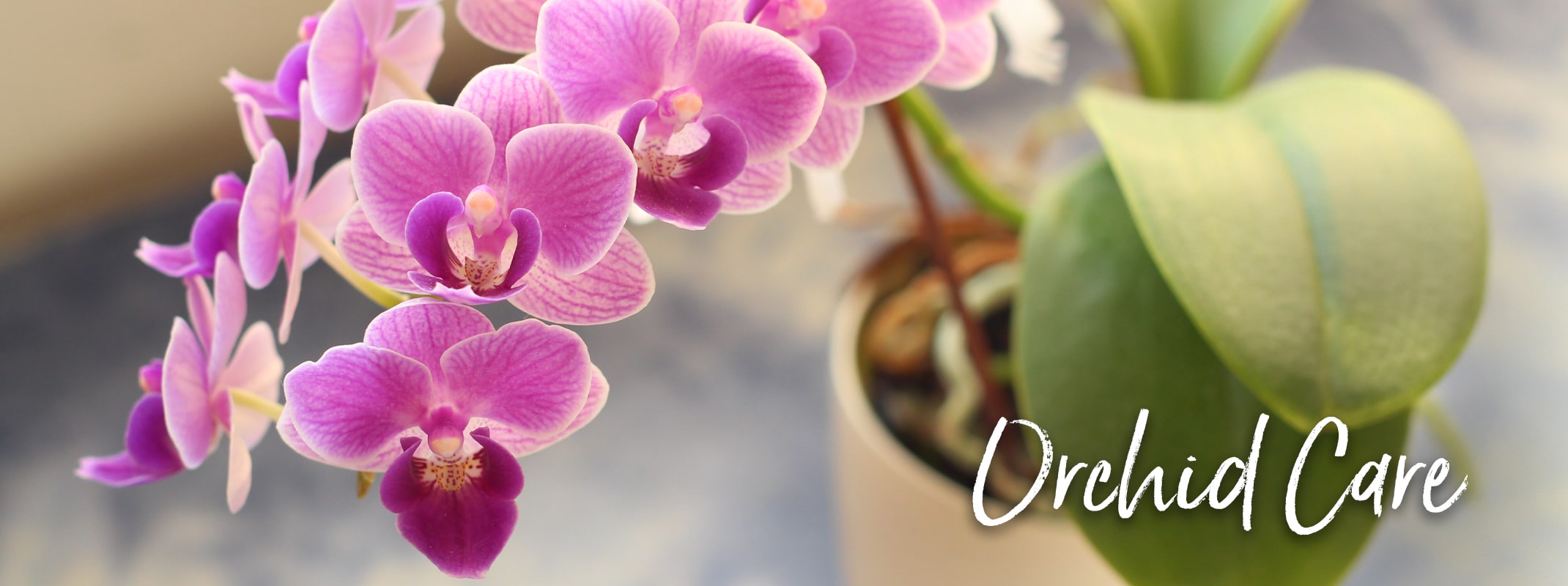 orchid care potted pinkish purple phalaenopsis