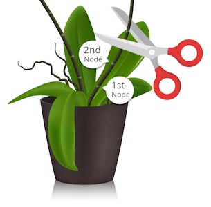 orchid illustration that shows the first node and second node and a pair of scissors showing where to cut the orchid stem