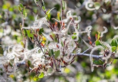 mountain mohogany tree