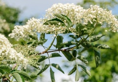 elderberry sambucus california native