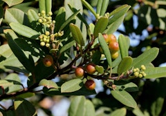 buckthorn coffeebush rhamnus california native