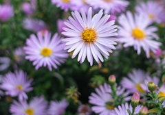 asters symphyotrichum chilense california native