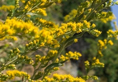 california goldenrod solidago californica native