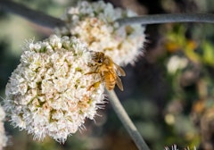 California buckwheat native with bee sitting on blooms