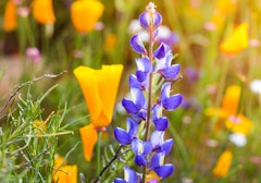lupine lupin california native with california poppies in the background