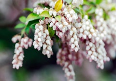 manzanita arcostaphylos shrub california native