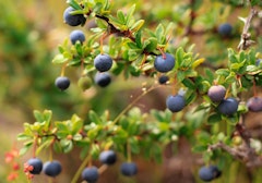 california native blueberries vaccinium