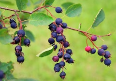 juneberry amelanchier alnifolia