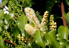 hollyleaf cherry prunus illicifolia shrub