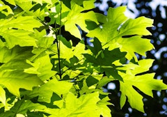 close up of bigleaf maple acer macrophylla