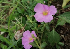 california wild rose