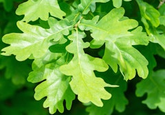 close up of oak tree leaves