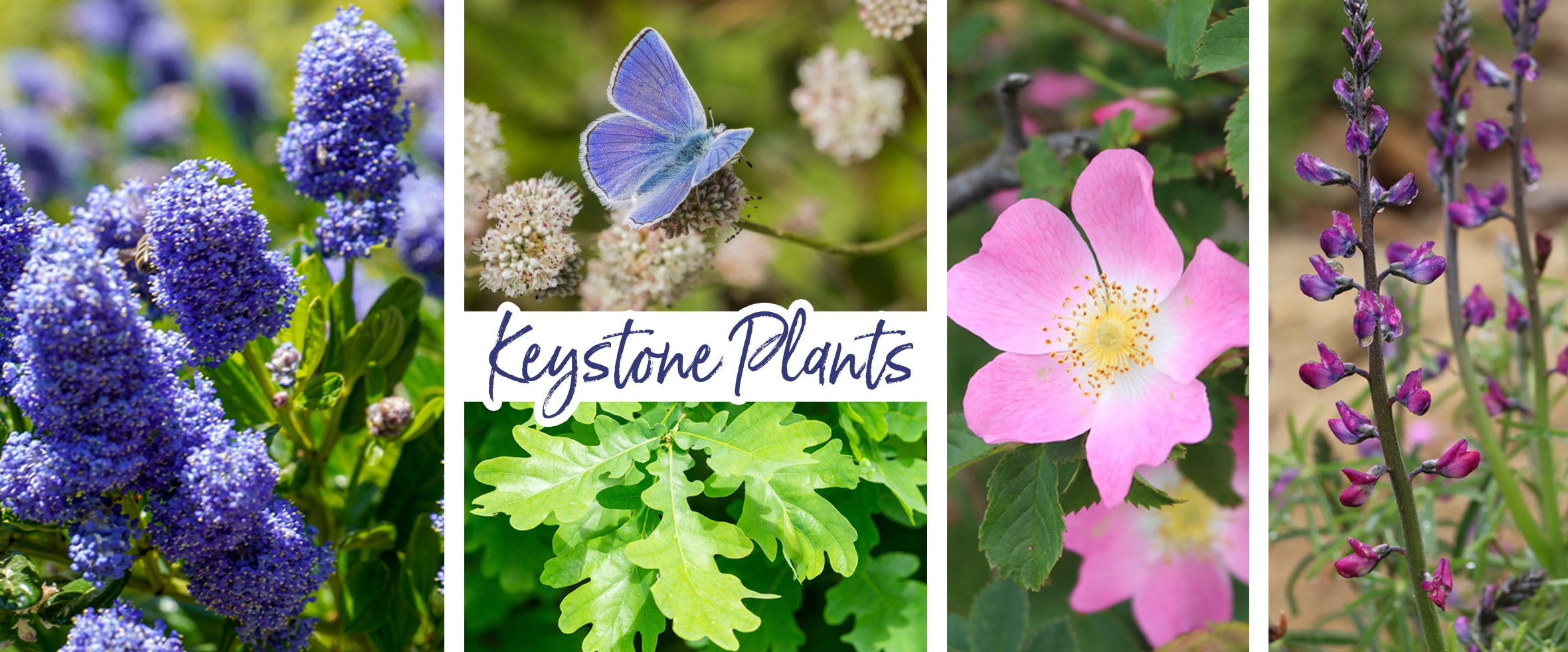keystone plants ceanothus, oak, california wild rose, buckwheat and lupine