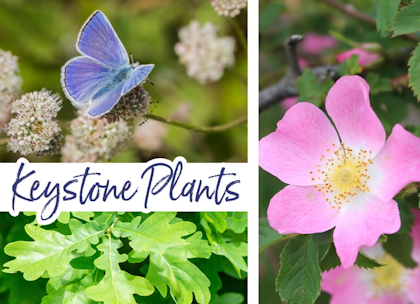 keystone plants, oak, california wild rose, buckwheat