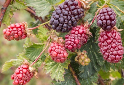 boysenberry plant