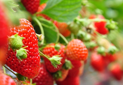 strawberries strawberry plant