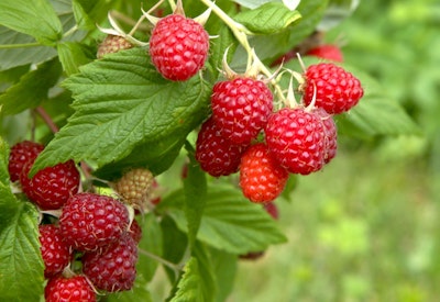 raspberries raspberry plant