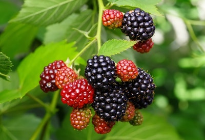 blackberries blackberry plant
