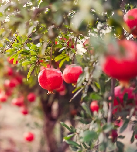 pomegranate trees