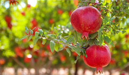 Pomegranates growing on trees.