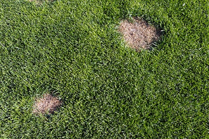 A lawn with damage from Grub Worms.