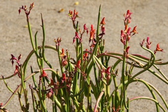 Red lady slipper succulent in bloom.